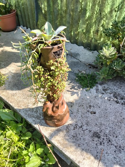 Vendo plantas bonitas apartir de 10€