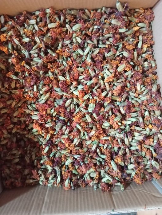 Чорнобривці квіти сухі, 2025рік