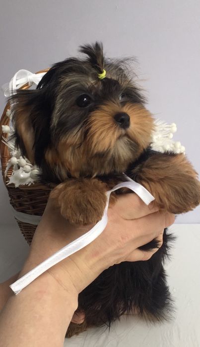 Йорки гарнесенькі