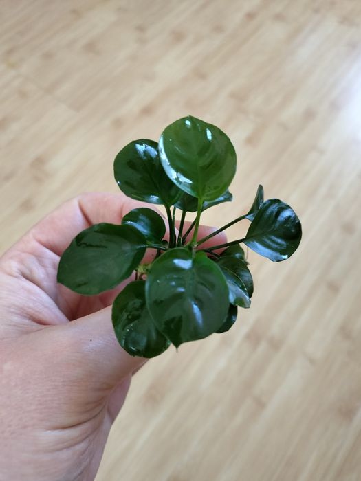 Продам анубиаси.