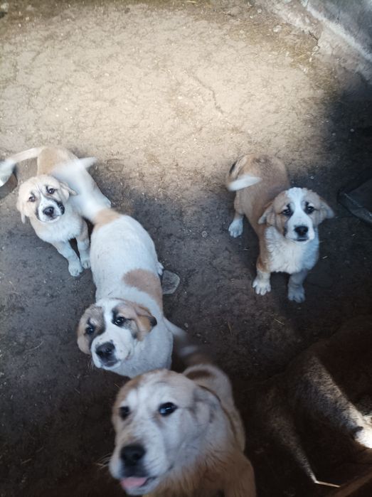 Sprzedam pieska środkowoazjatycki