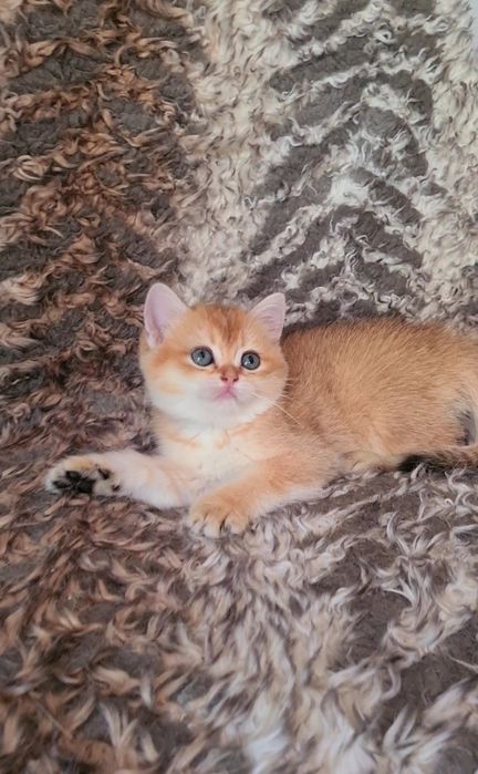 Красивые породные котята