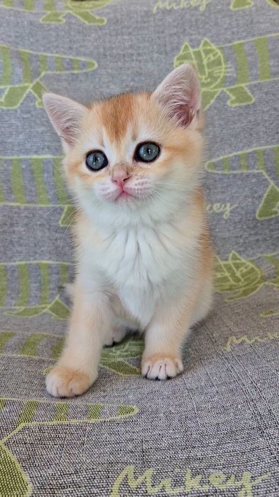 Супер кішечка золота шиншила