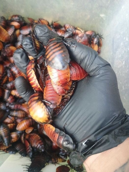 Karaczan madagaskarski 1000 sztuk 5 – 7 cm (dorosły)