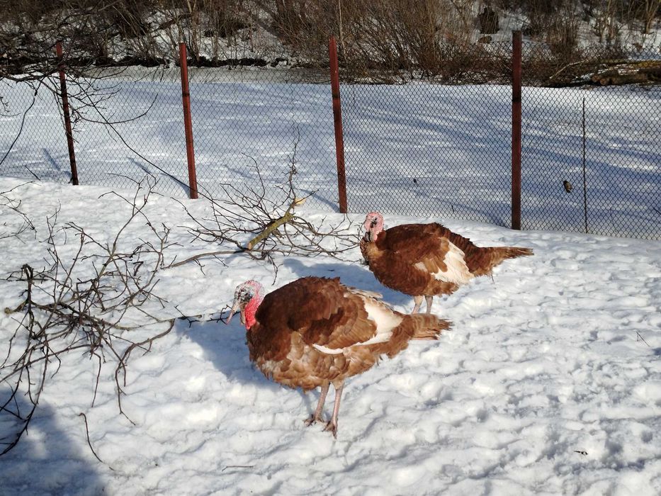 Продам індика породи червоний бурбон