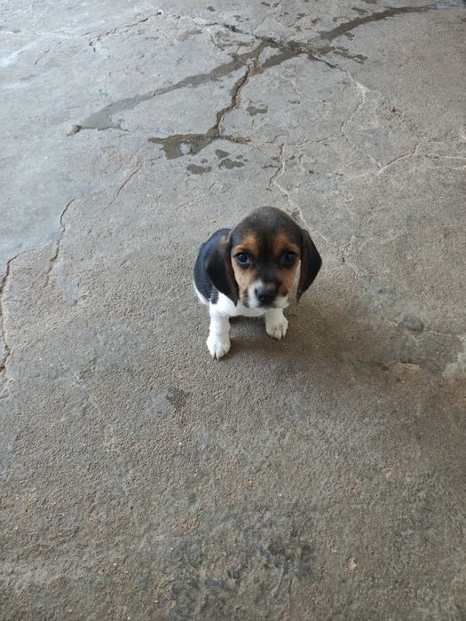 Beagle fêmea pura