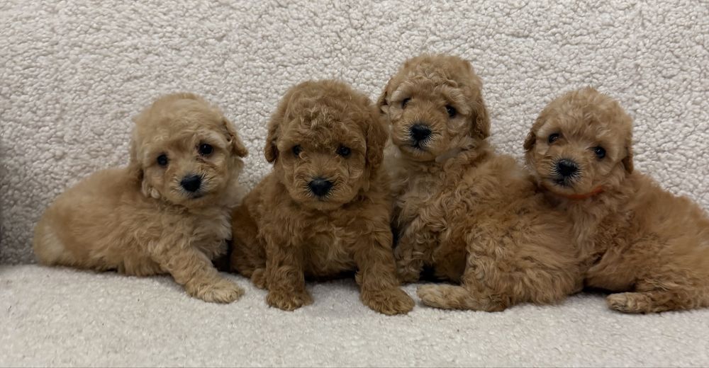 Четыре братишки той пудель!