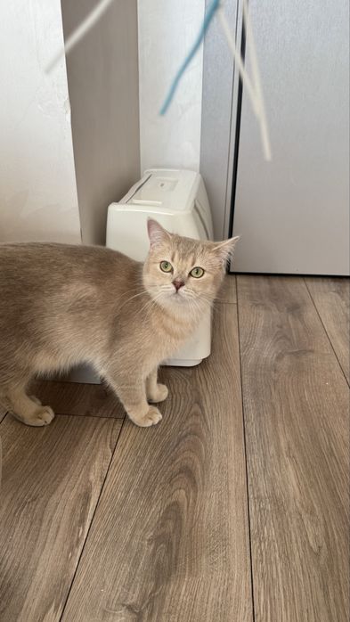 Шикарний крапний котик блакитна золота шиншила