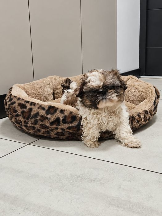 Sprzedam Shih tzu suczka