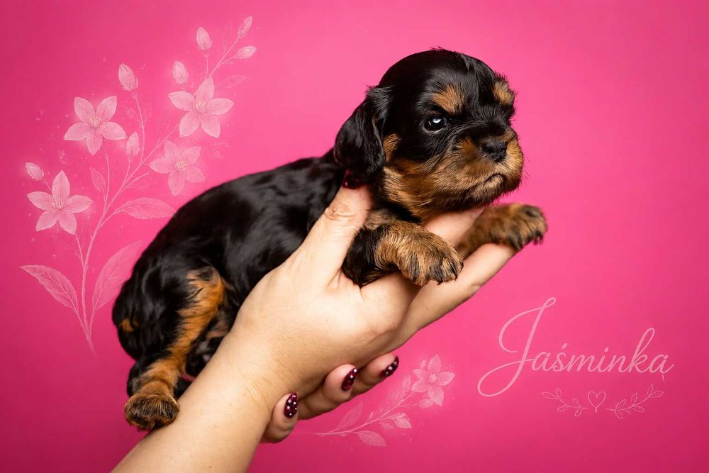 Cavalier King Charles Spaniel * Dziewczynka Fleur de Jasmin