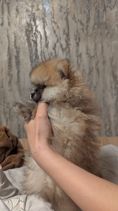 Хлопчик померанського шпіца