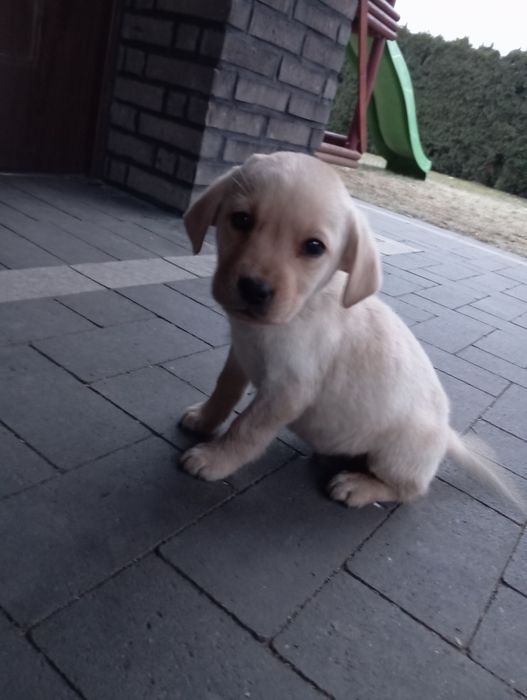 Szczeniak Labrador retriever z rodowodem