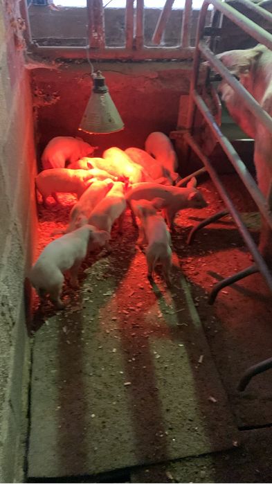 Leitōes  nascidos dia 1 de setembro estão a começar a comer farinha