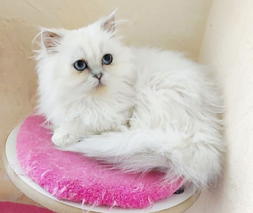 Мальчик шиншилла поинт хайленд