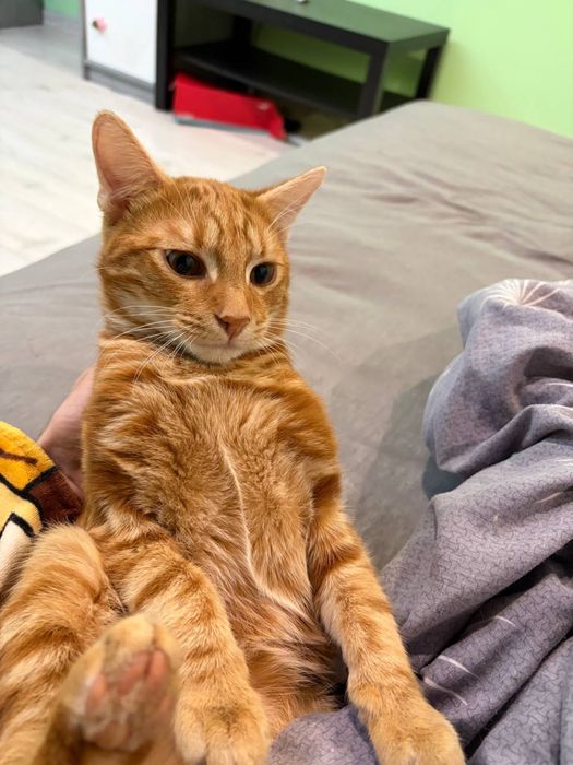 Рижий Котик шукає дім
