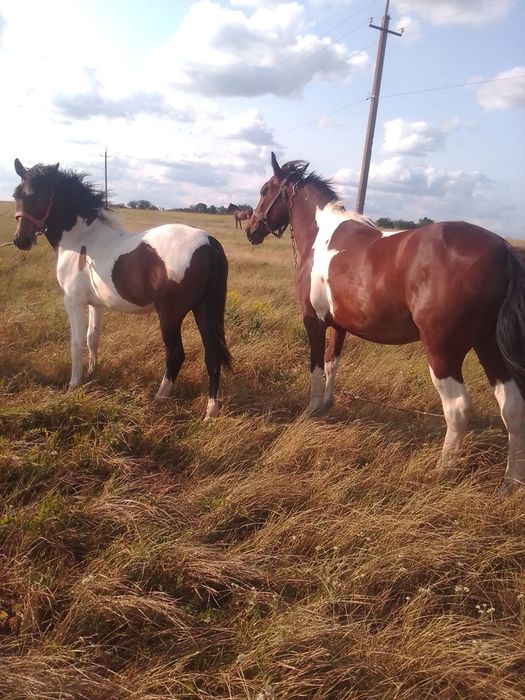 Продаю годічну Рябину