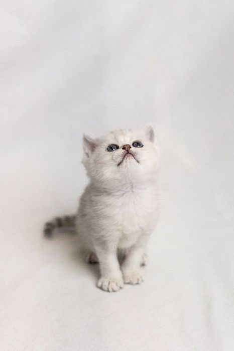 Кошеня британська срібна короткошерста шиншила