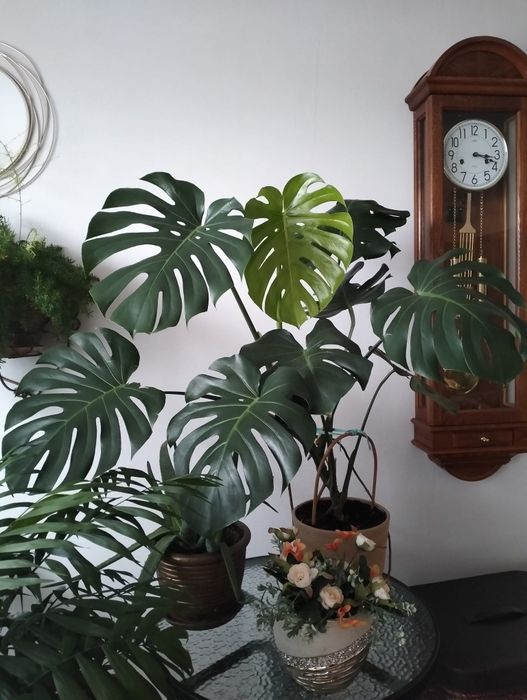 Zdrowa Monstera w doniczce duże liście 90 cm