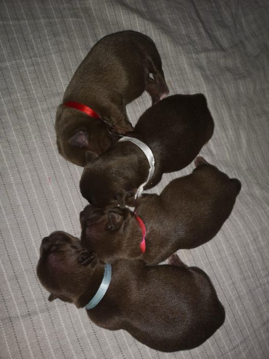 Вʼязка чихуахуа хлопчик 8 років шукає подругу