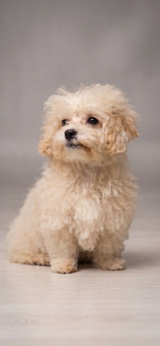 Maltipoo  biszkoptowa  suczka