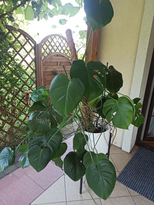 Monstera  roślina