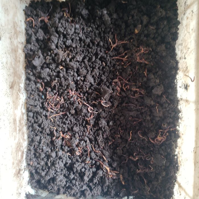 Биогкмус (вермикомпост)