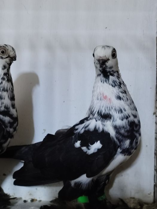 Motyle warszawskie  para