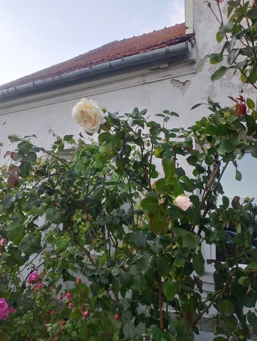 Sprzedam bardzo duże róże