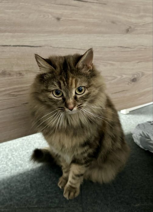 Кошечка в добрые руки