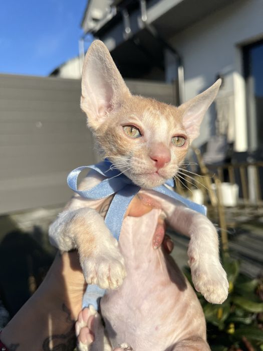 Luxusowe koty Cornish rex RUDY chlopczyk - wyjątkowe  oczy 1 na milion