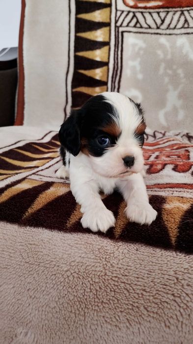 Cavalier King Charles spaniel