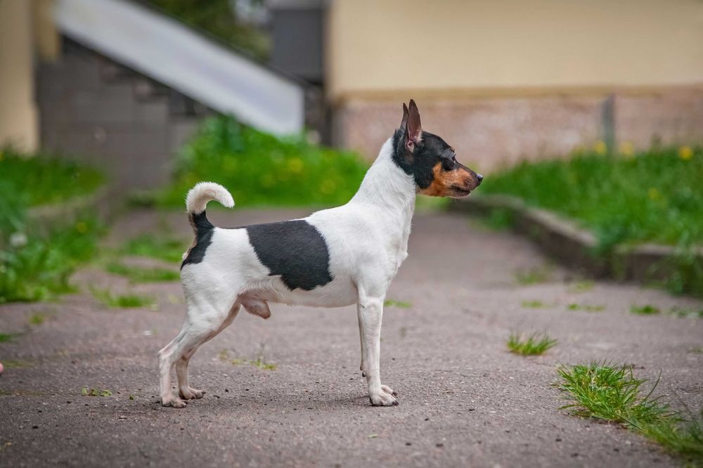 Цуценята американського той фокс тер'єра КСУ-FCI