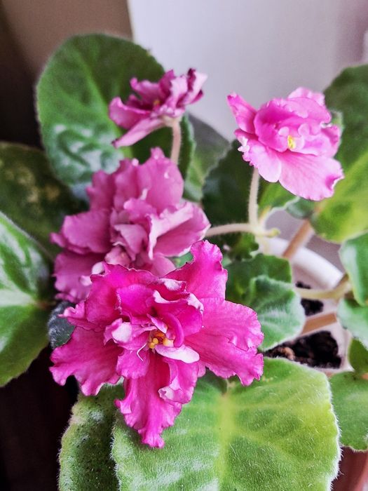 Сенполии фиалки сортовые, цветущие