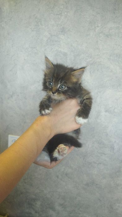 Котик шукає дім. Безкоштовно