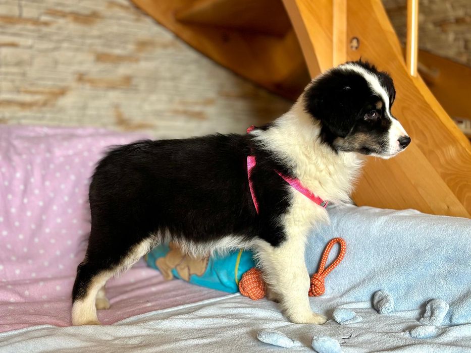 Owczarek Australijski-suczka