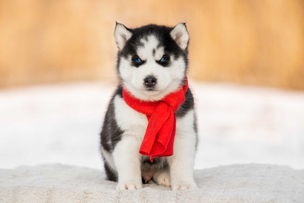 Голубоглазые щенки хаски ! Реальные фото. Готовы к переезду