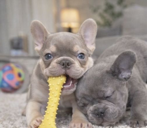 Элитные французики ! Питомник. Выбор щенков