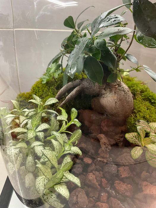 Terrario vidrio plantas naturaes