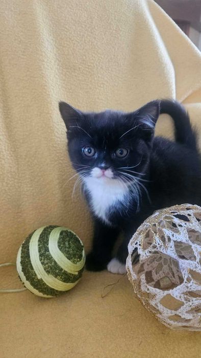 Śliczny kocurek brytyjski bicolor czarno biały