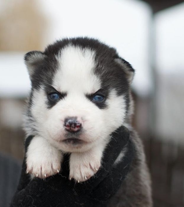 Сибірські хаскі. Блакитні очі. КСУ