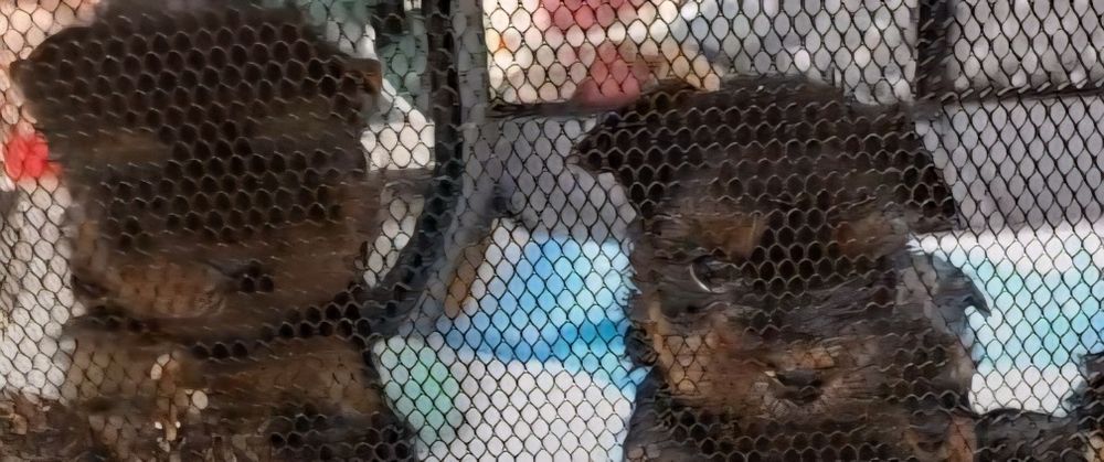 Yorkshire szczenięta rezerwacja