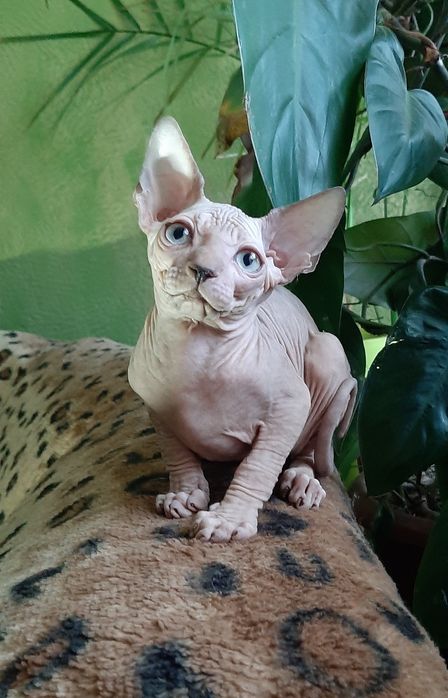 Канадский красавчик малыш