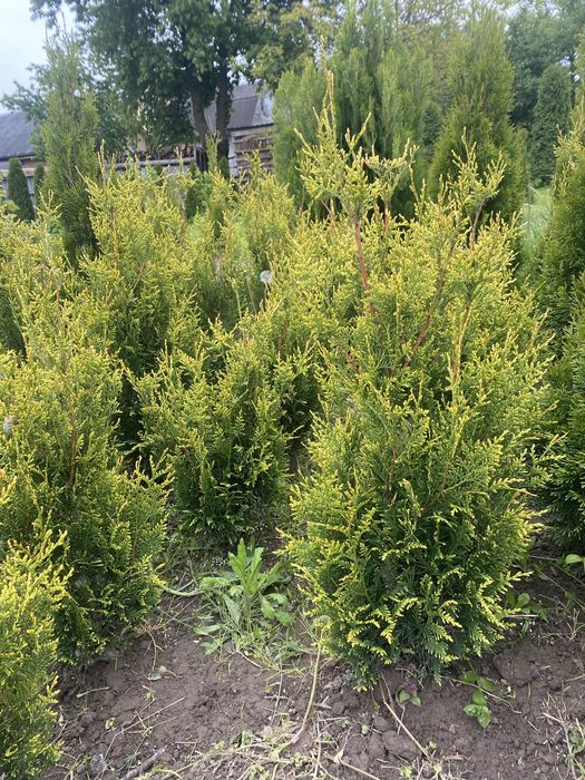 Туя  Західна Yellow Ribbon