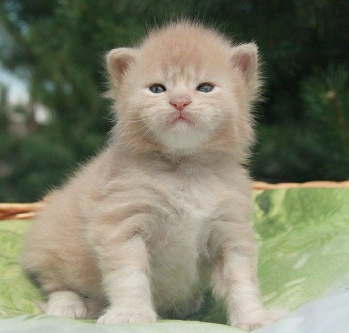 Мейнкун кошенята