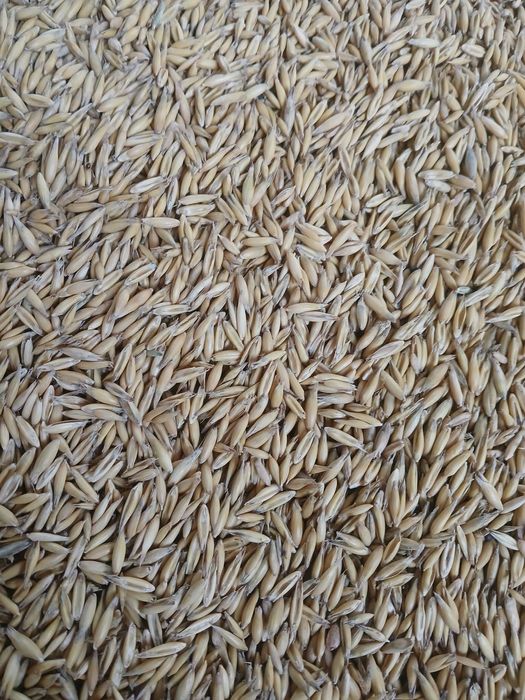 Sprzedam owies drugi rok po centrali