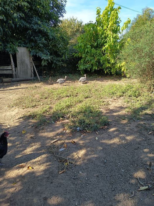 Galinhas de Angola machos.