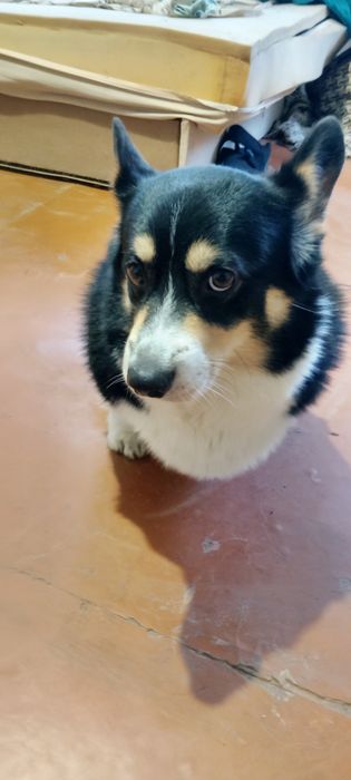 В'язка Кабель Вельш корги пемброк.