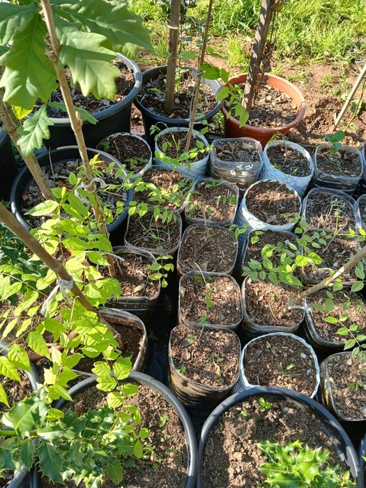 Glicínias, liláses (Wisteria)