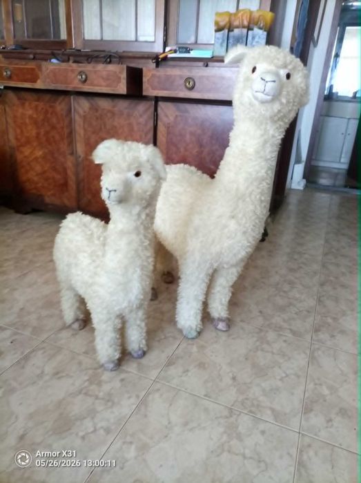peloche  duas lamas