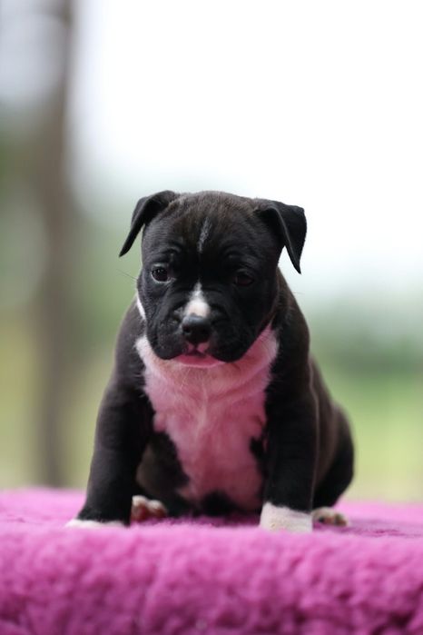 Amstaff American staffordshire terrier FCI suczka